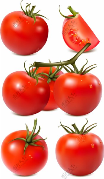 高清西红柿矢量图下载