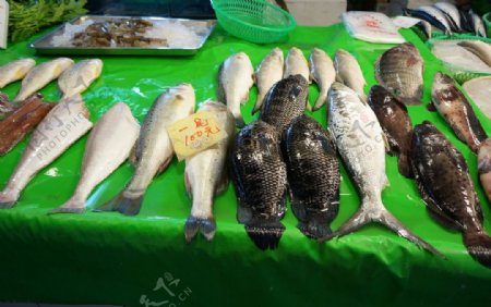 台湾鱼市