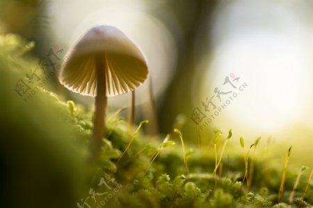 野外的蘑菇