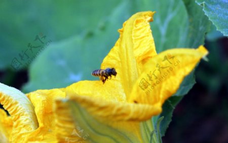 南瓜花蜜蜂