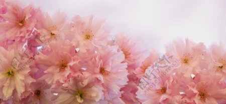 粉红色花