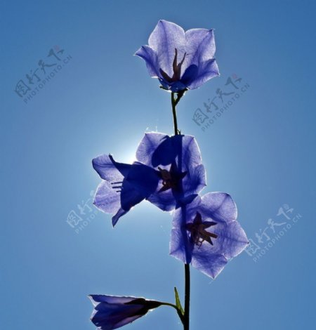 蓝色桔梗花