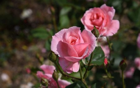 两朵粉红玫瑰