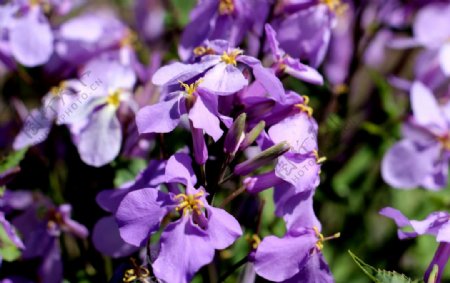 紫色野花