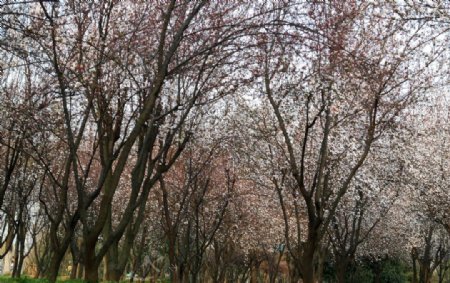 樱花林