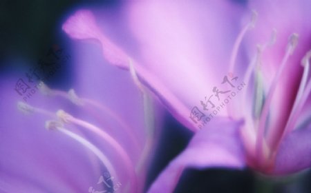 紫色花朵特写幻影
