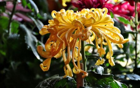 黄色菊花盛开绽放摄影