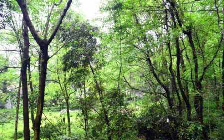 青原山树林