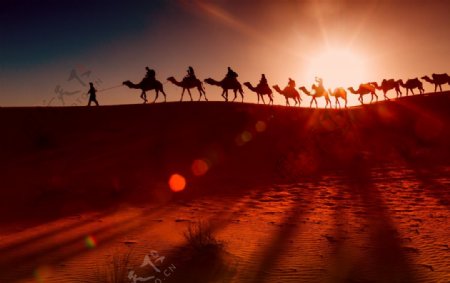 沙漠黄昏骆驼队剪影