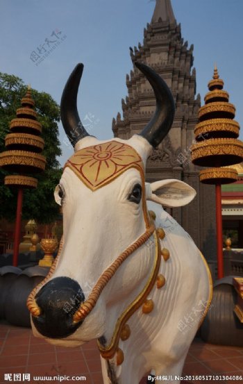 柬埔寨寺庙吉祥白牛