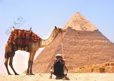 沙漠中的骆驼和人