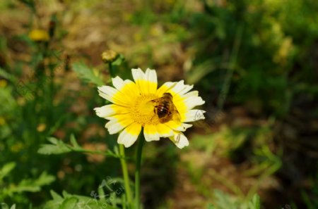 花朵蜜蜂