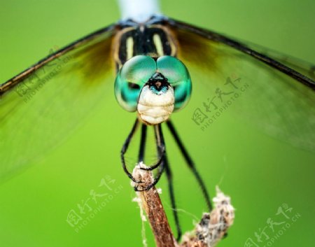 绿蜻蜓大眼睛特写