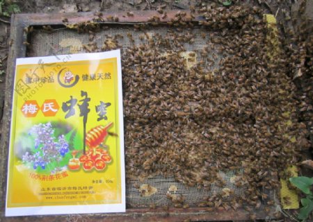 蜜蜂养蜂场的蜜蜂