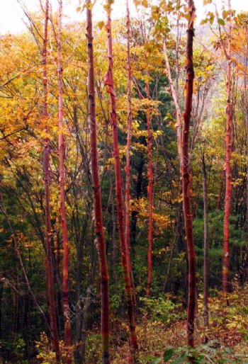 秋景树林