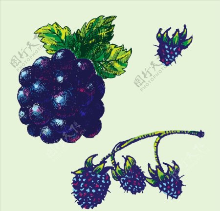 彩绘黑莓树莓
