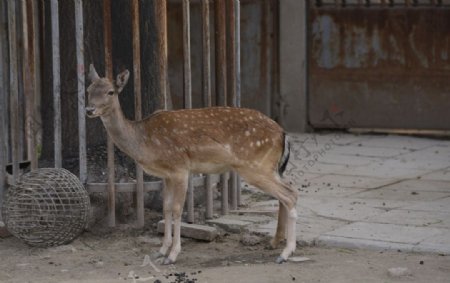 动物园梅花鹿采风北京