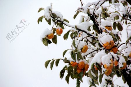 雪下的柿子树