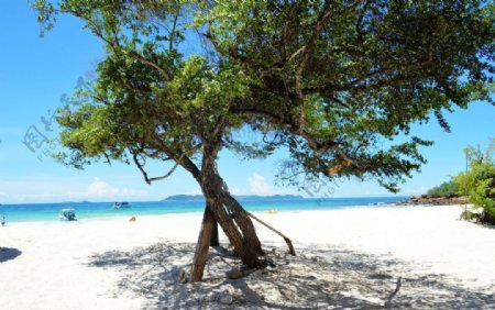 沙滩上的树