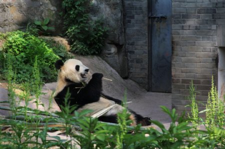 可爱大熊猫