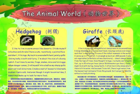 小学生动物世界英语小报