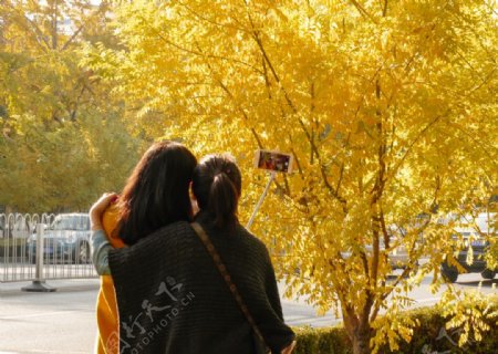 秋天黄叶与自拍