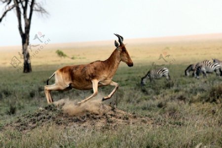 奔跑的鹿