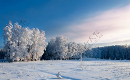冬天雪地树林美景图片