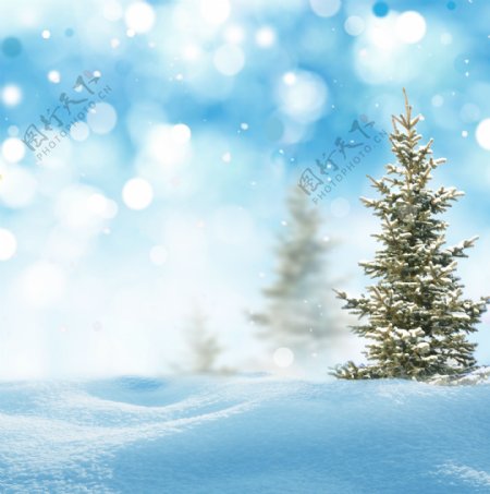 梦幻光斑与雪地树木图片