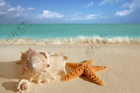 海滩上的海星和海螺图片