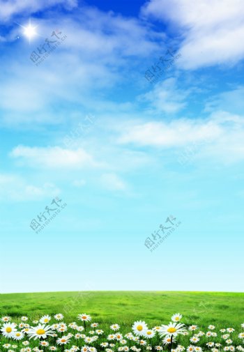 草原白菊花风景图片图片