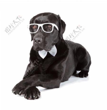 带着眼镜的黑狗图片
