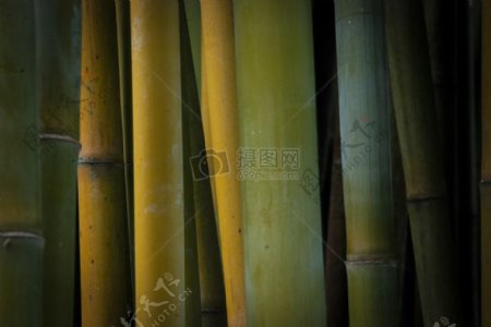 自然竹子植物
