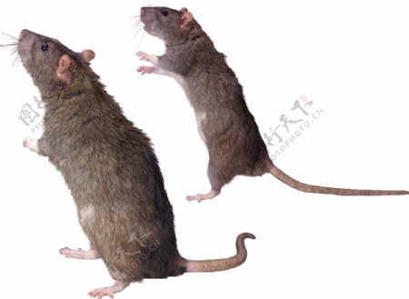 两只褐色老鼠免抠png透明图层素材