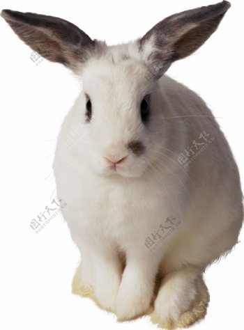 可爱大耳朵兔子免抠png透明图层素材