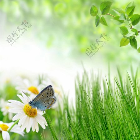 鲜花与绿色背景图片