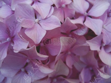 紫色花瓣花嫩