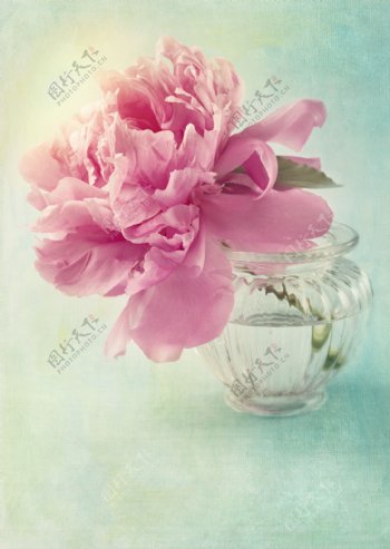 花瓶里的鲜花图片