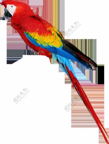彩色羽毛的鹦鹉免抠png透明图层素材