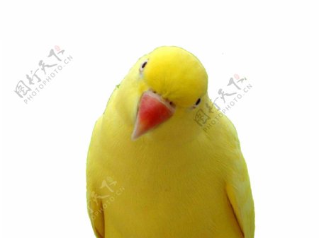 黄色的鹦鹉免抠png透明图层素材
