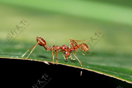 叶子上的蚂蚁摄影图片
