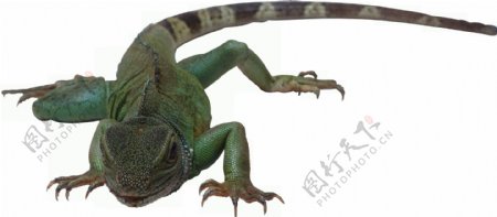 绿色爬行蜥蜴免抠png透明图层素材