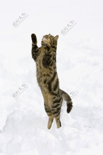 雪地上玩耍的小猫图片