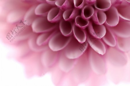 花纹花朵图案粉色系底纹
