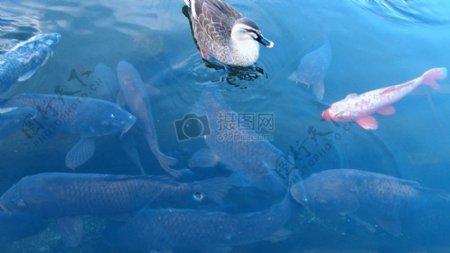 自然水蓝色动物公园动物池塘鱼鸭锦鲤