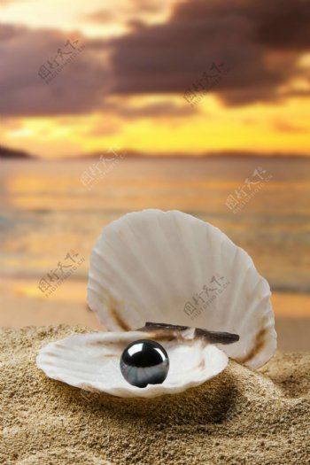 贝壳里的黑珍珠特写图片图片