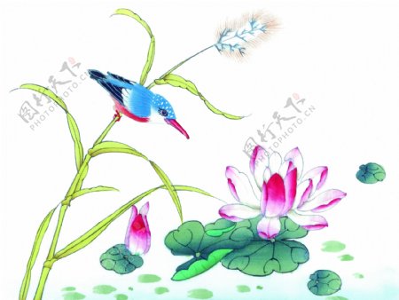 植物上的小鸟与莲花图片