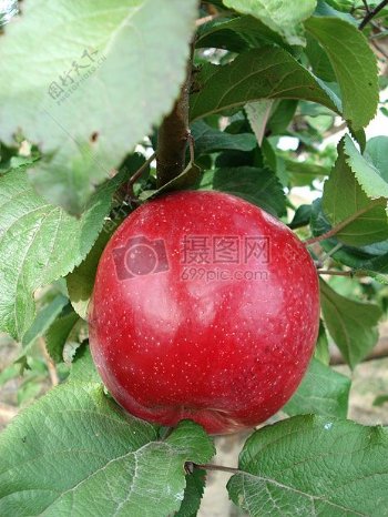 树叶下的红苹果