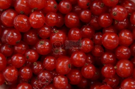 密集的红色浆果