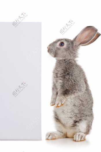 站立的灰色小兔子图片